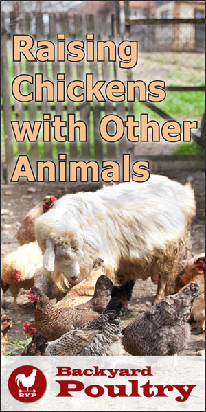 Chickens and Other Animals